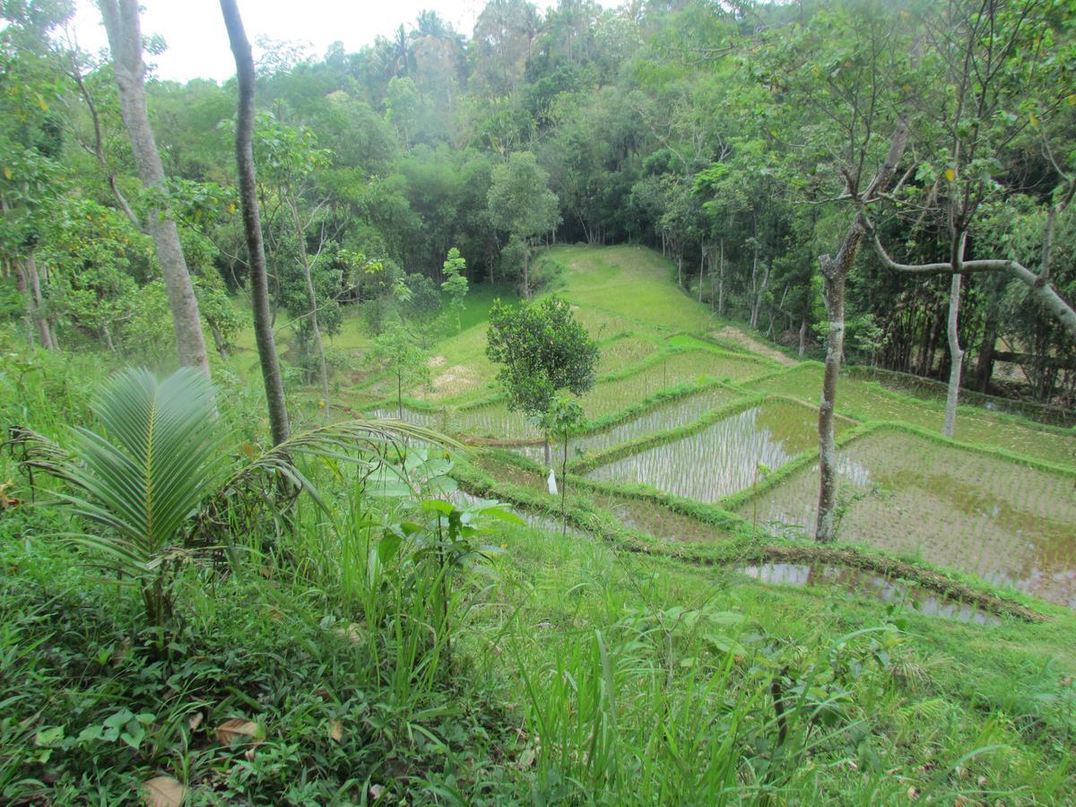 Tetebatu Terrace Homestay Exterior foto